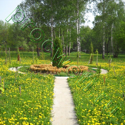 Сады Новгорода Фото