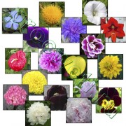 Откуда у цветов много названий?
