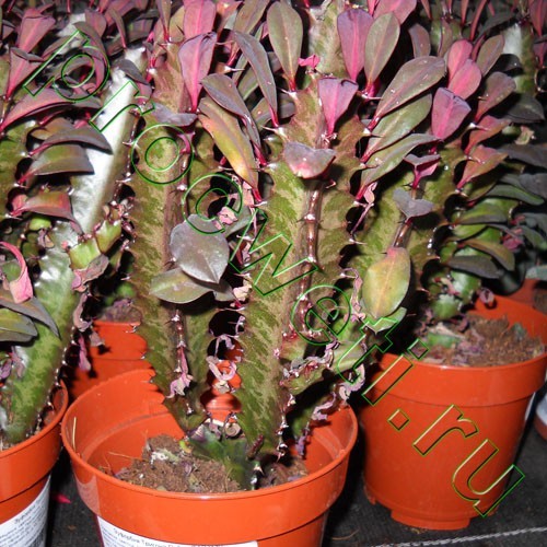 Молочайные Комнатные Растения Фото
