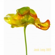 Джек Лонг и его жидкие цветы